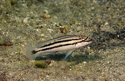 Chalinochromis sp. 'bifrenatus striped' Nkondwe Island